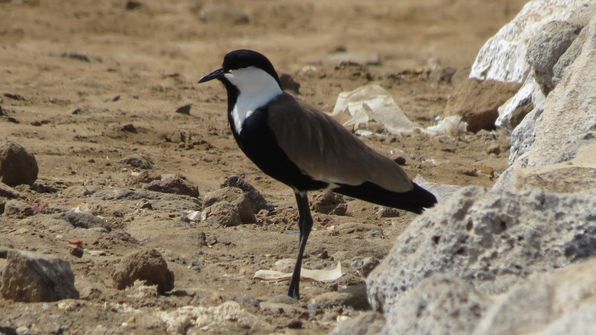 Spur-winged Lapwing - ML51773931