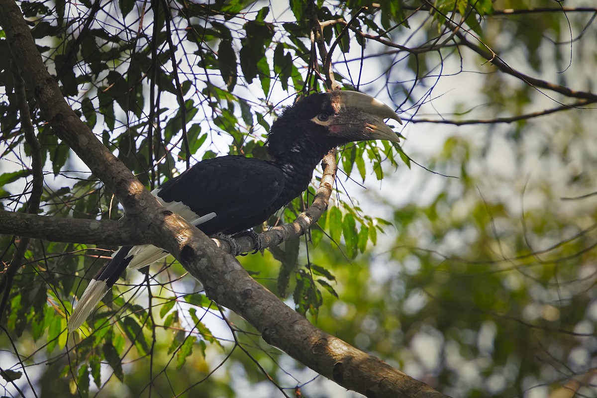 Black-and-white-casqued Hornbill - ML517739321