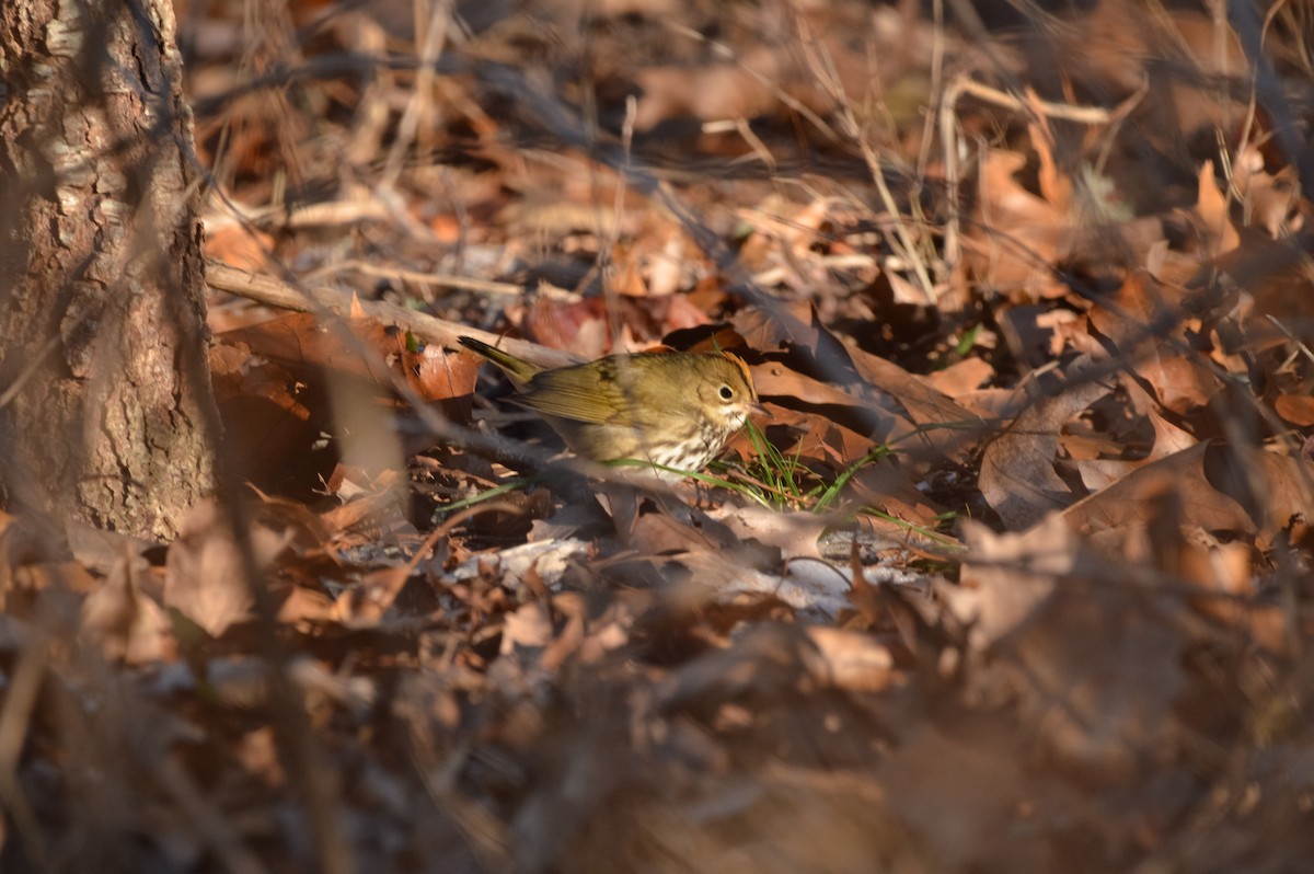 Ovenbird - ML517739381