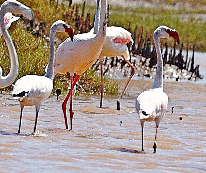 Lesser Flamingo - ML517739571