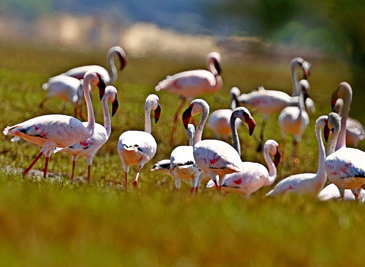 Lesser Flamingo - ML517739591