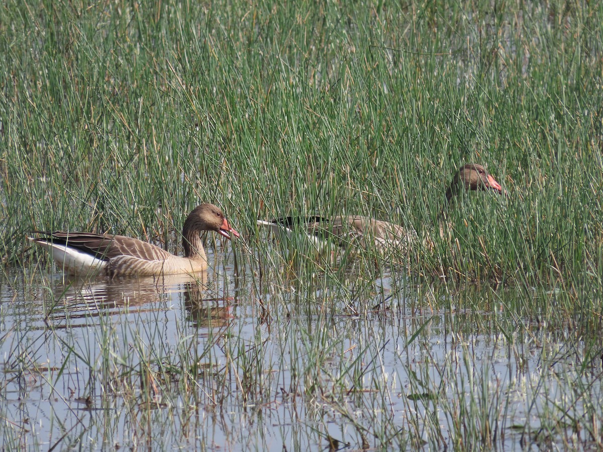 Graylag Goose - ML517740201