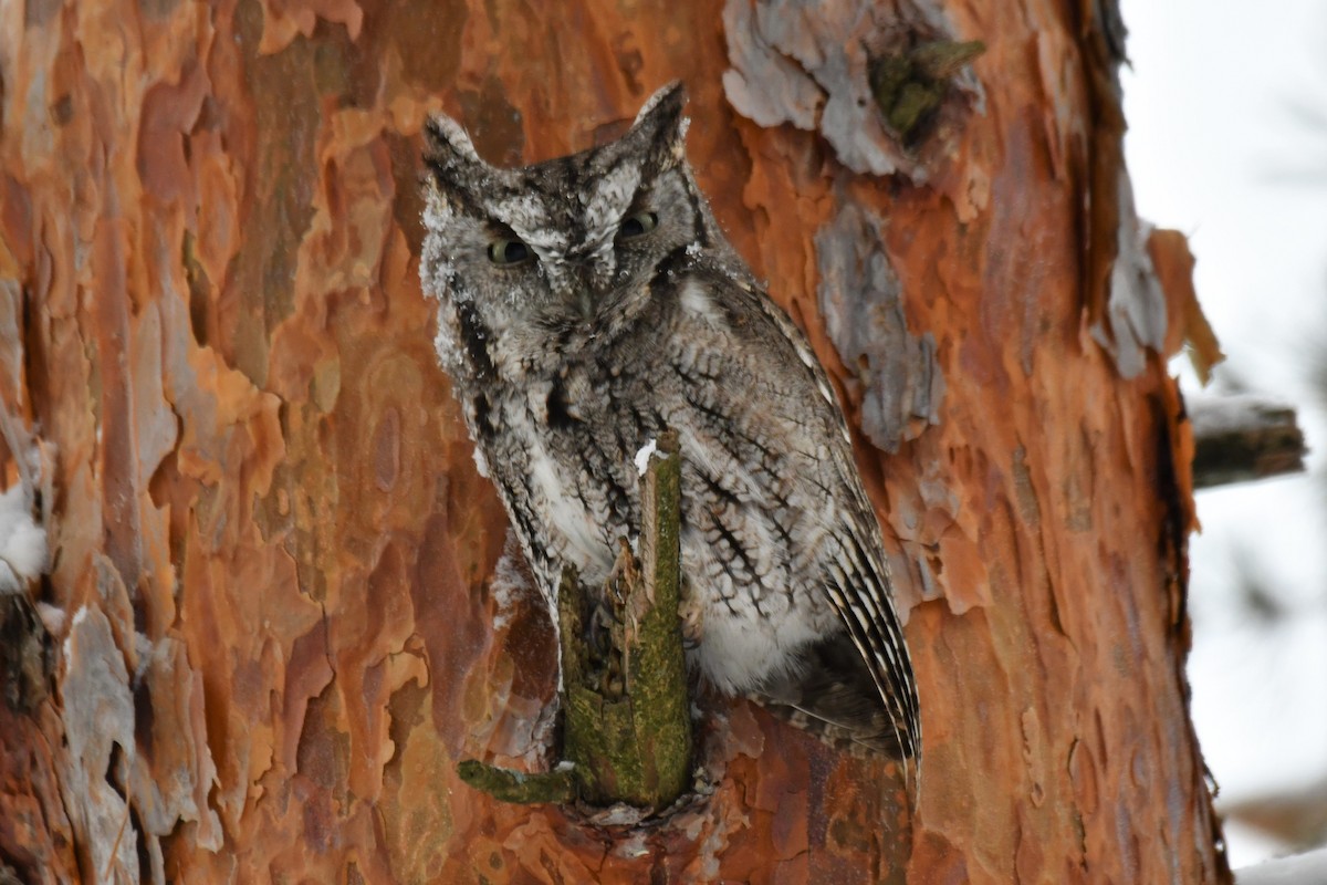 Eastern Screech-Owl - ML517740251