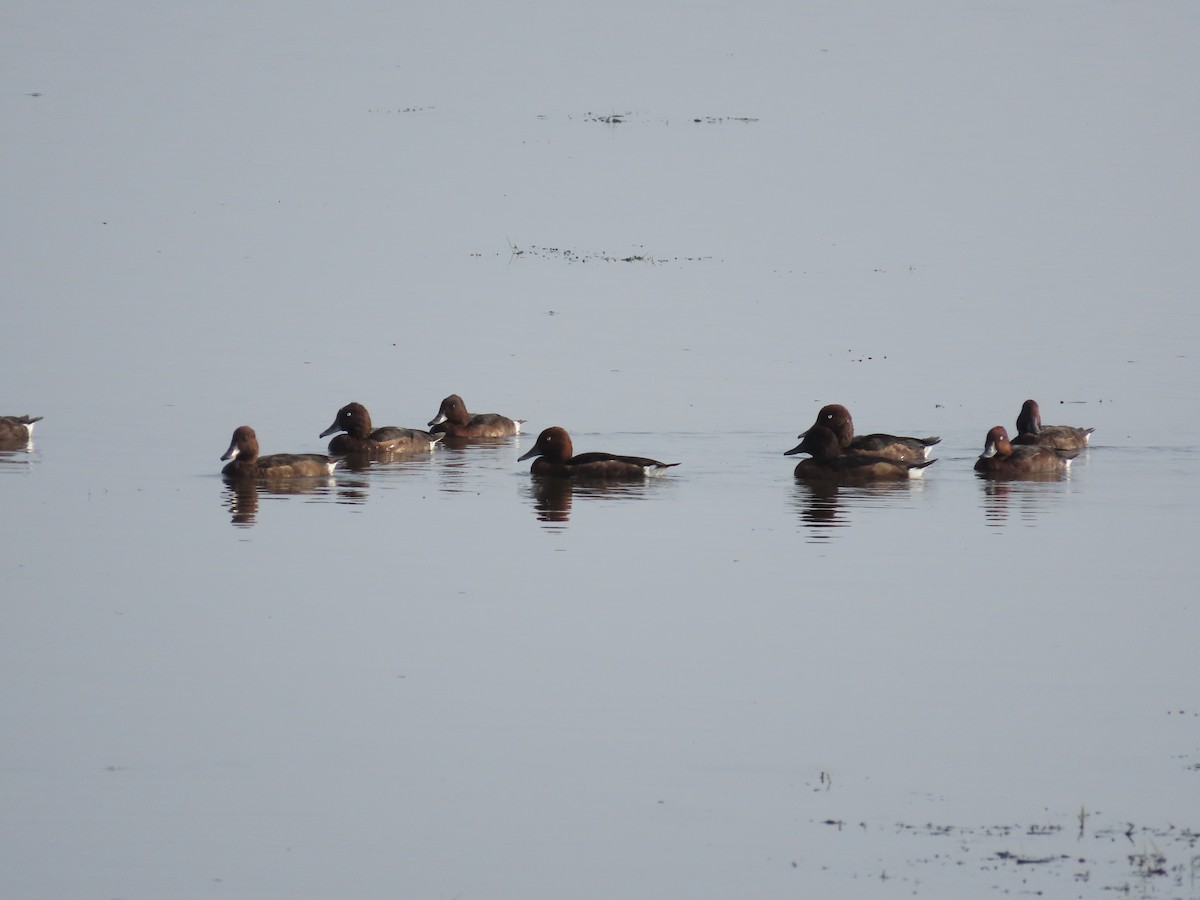 Ferruginous Duck - ML517740681