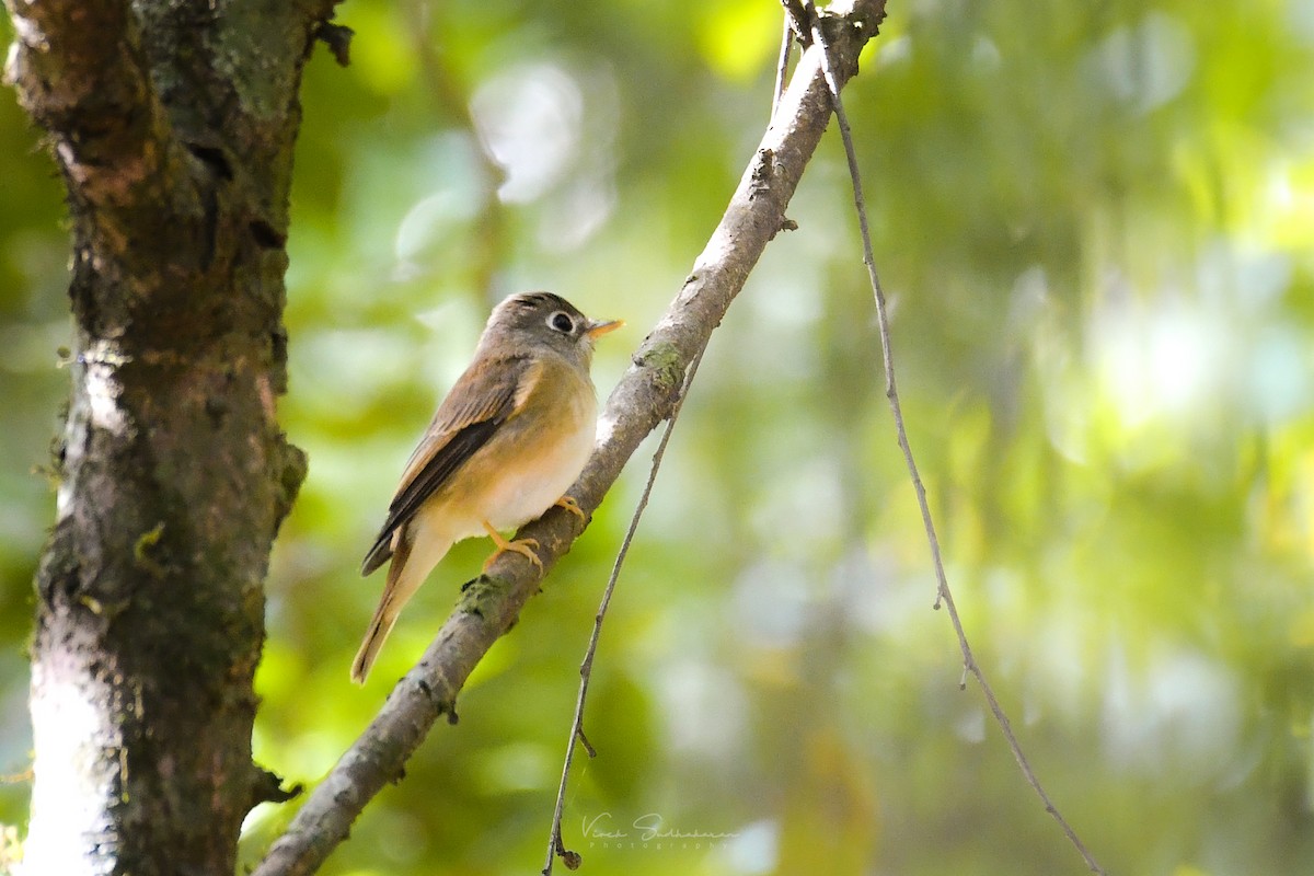 Brown-breasted Flycatcher - Vivek Sudhakaran