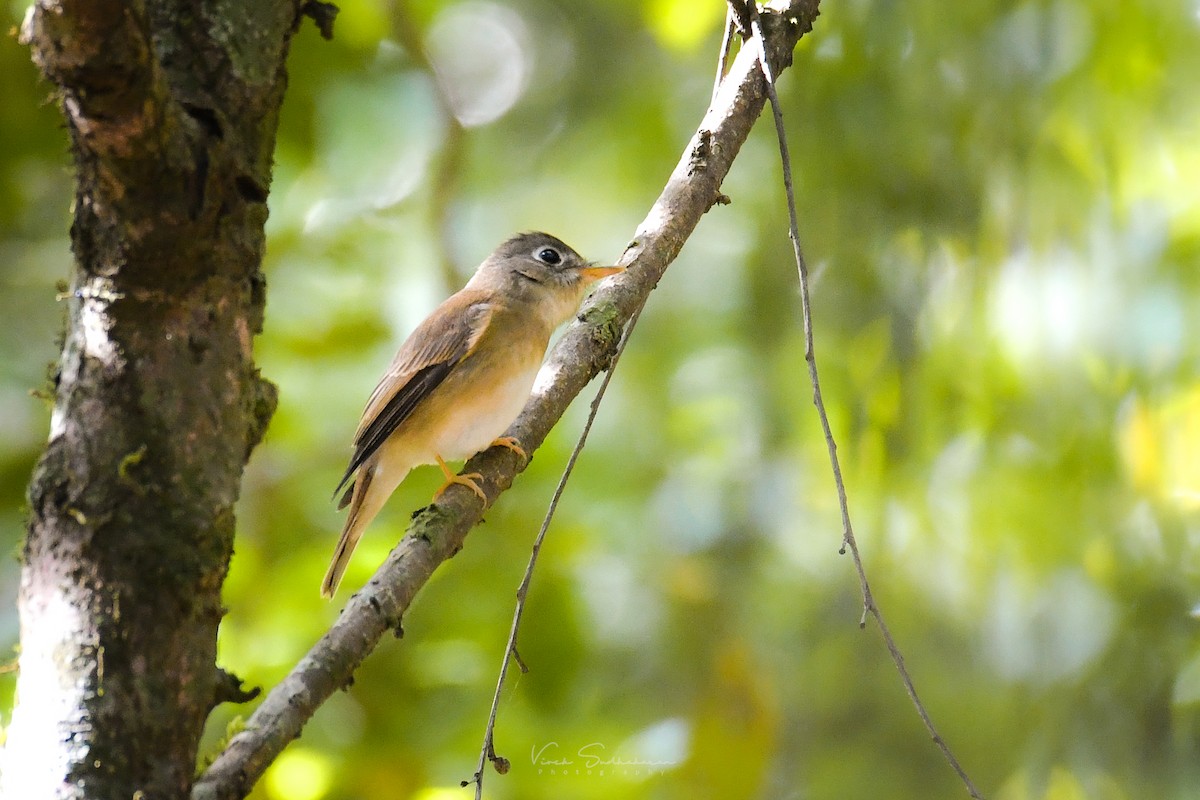 Brown-breasted Flycatcher - Vivek Sudhakaran