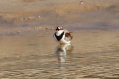 Black-fronted Dotterel - ML517743021