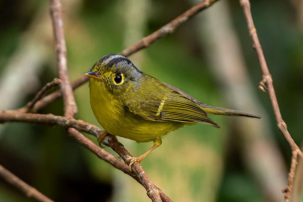 White-spectacled Warbler - Andaman Kaosung