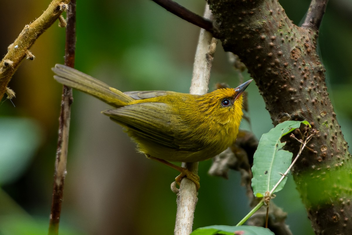 Golden Babbler - Andaman Kaosung