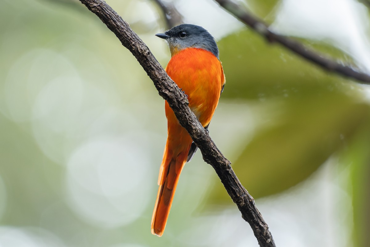 Gray-chinned Minivet (Gray-chinned) - ML517744781