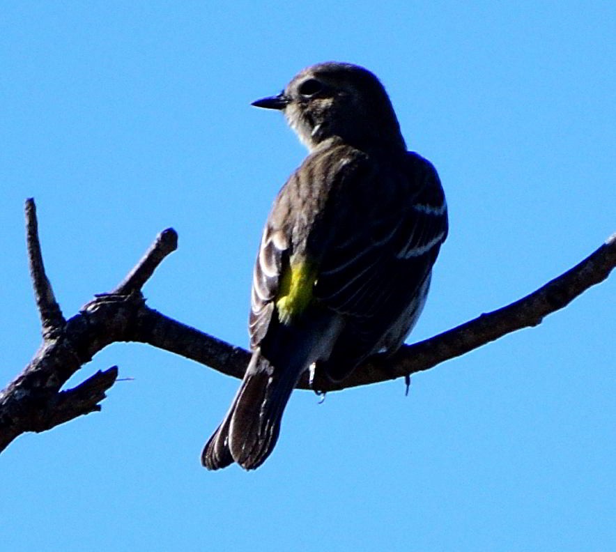 Yellow-rumped Warbler - ML517747331