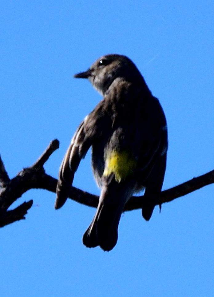 Yellow-rumped Warbler - ML517747341