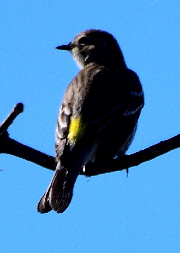 Yellow-rumped Warbler - ML517747351