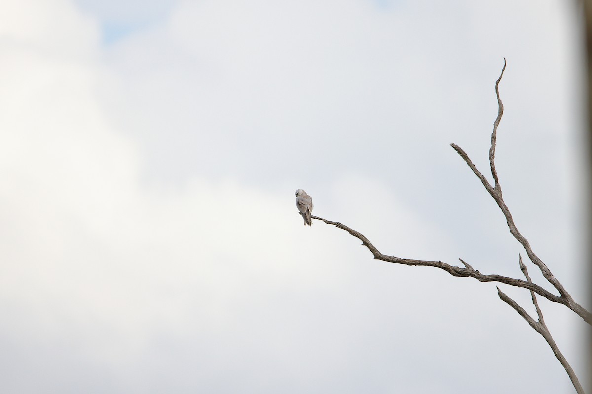 Black-shouldered Kite - ML517748841