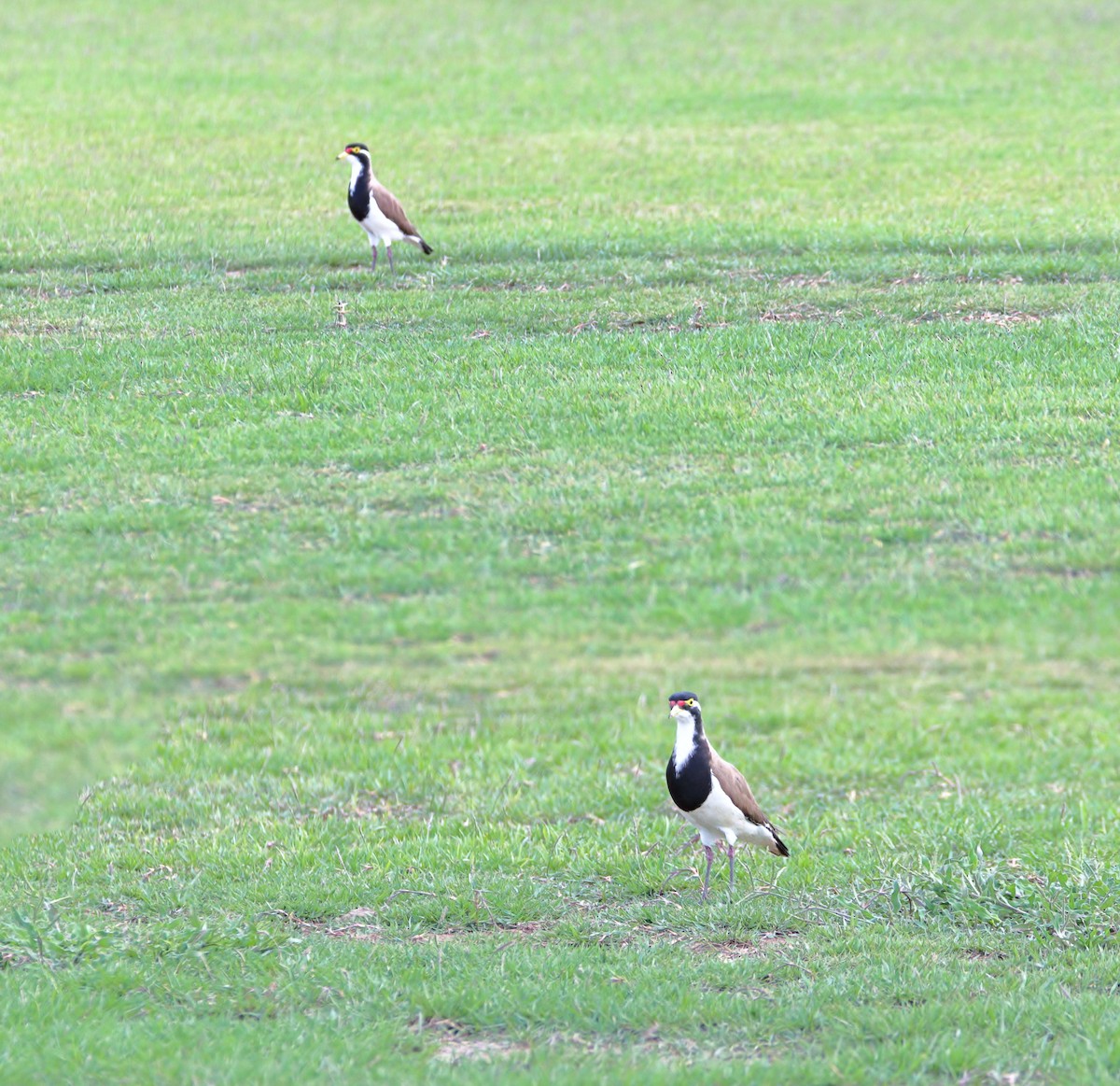 Banded Lapwing - ML517749141