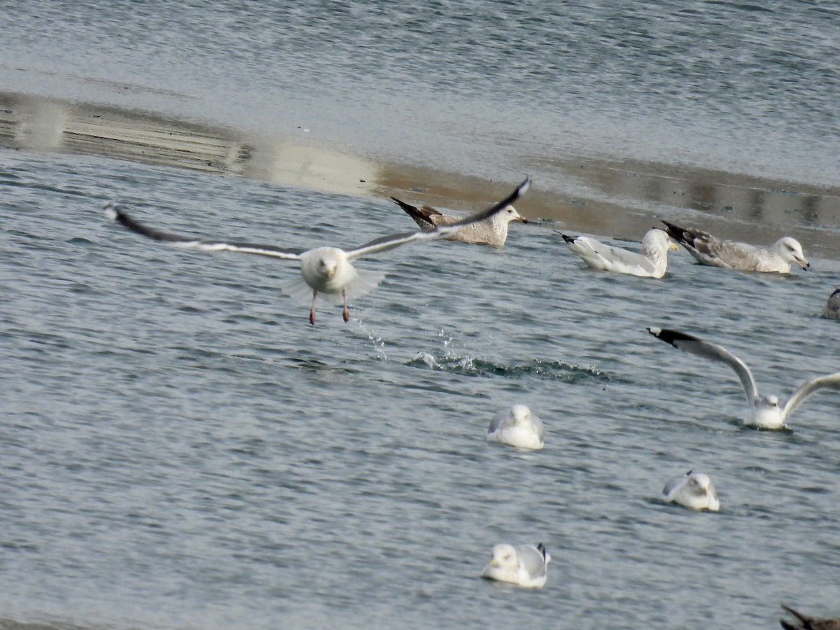 Gaviota de Kamchatka - ML517749261