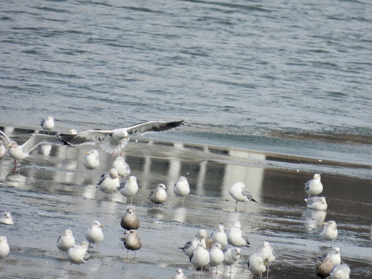 Gaviota de Kamchatka - ML517749271