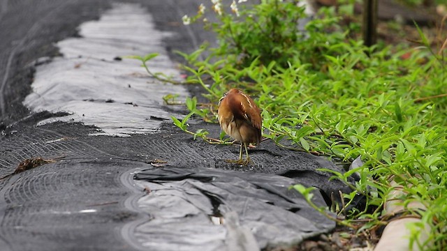 リュウキュウヨシゴイ - ML517751751