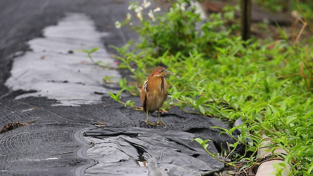 Cinnamon Bittern - ML517751831