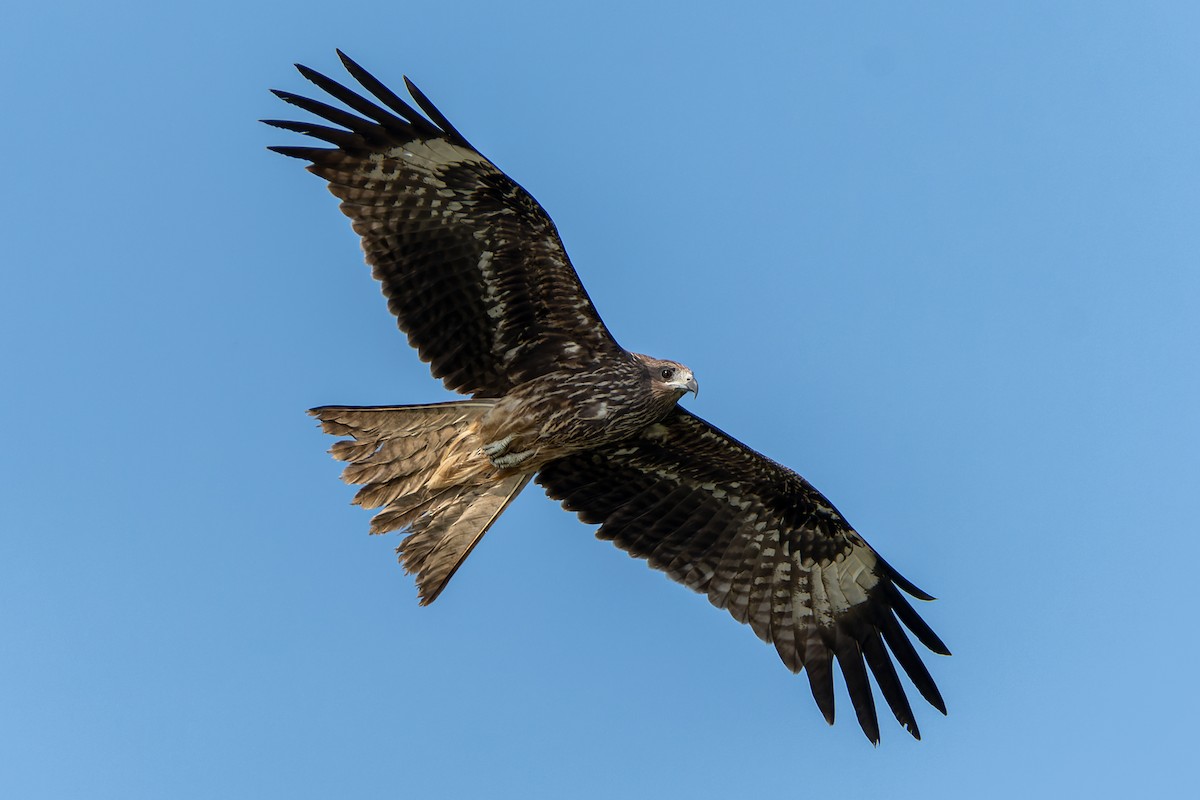 Black Kite (Black-eared) - ML517752451