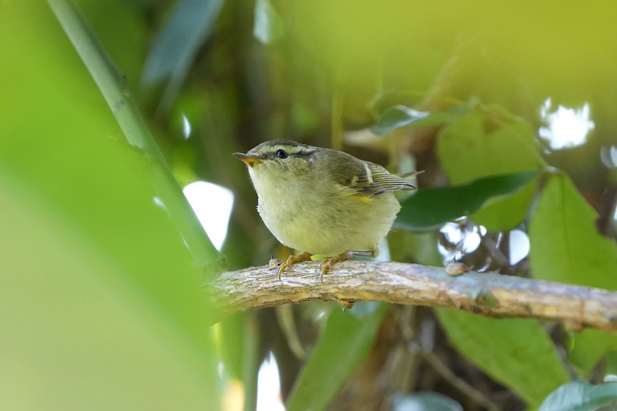 Hume's Warbler - ML517753381