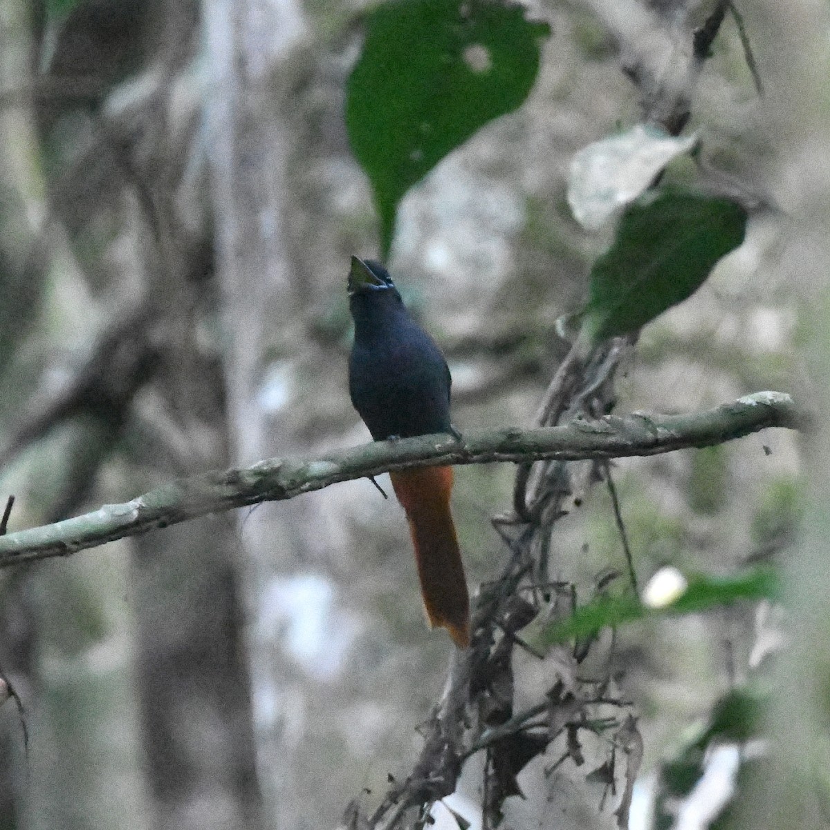 Bates's Paradise-Flycatcher - ML517753431