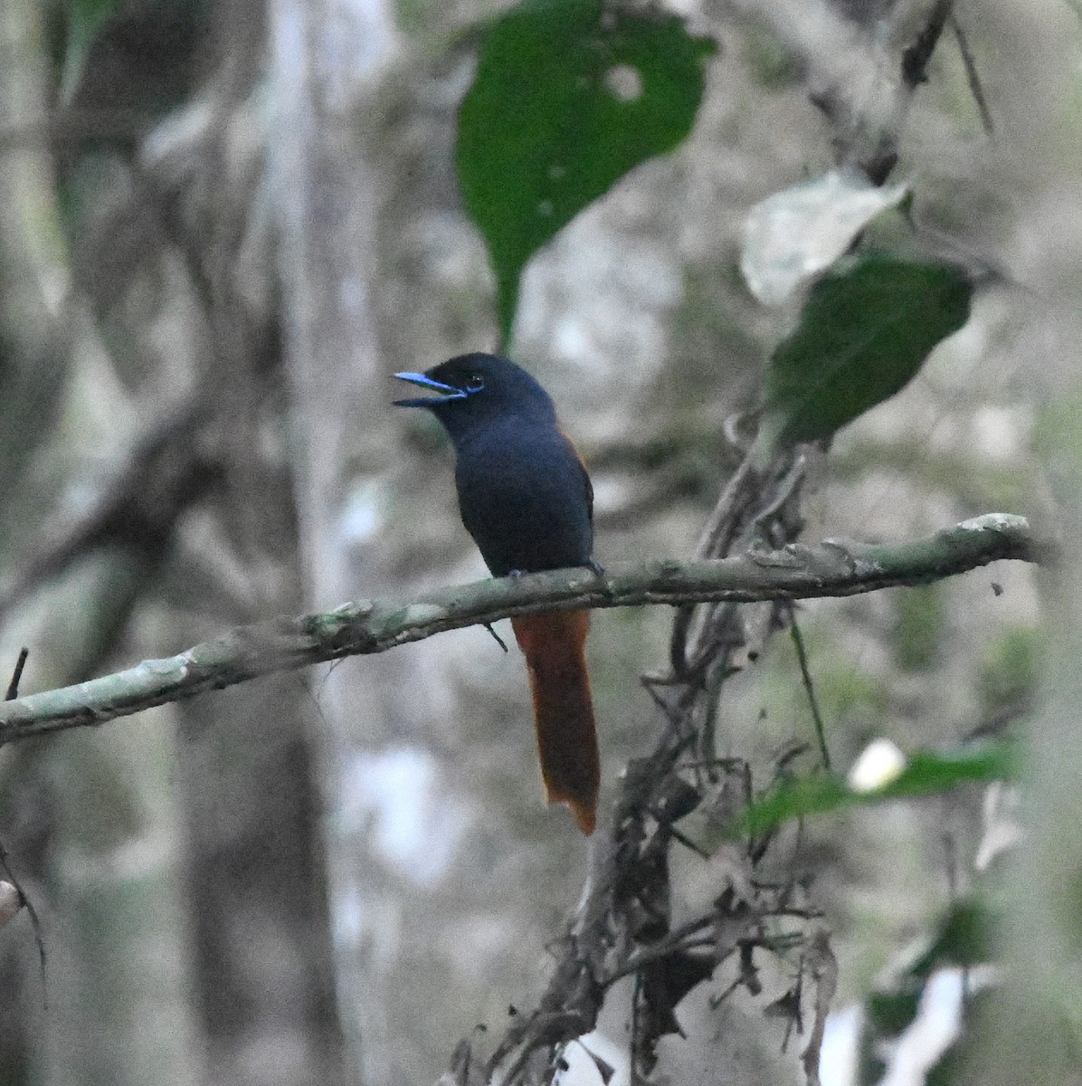 Bates's Paradise-Flycatcher - Gabriel Jamie