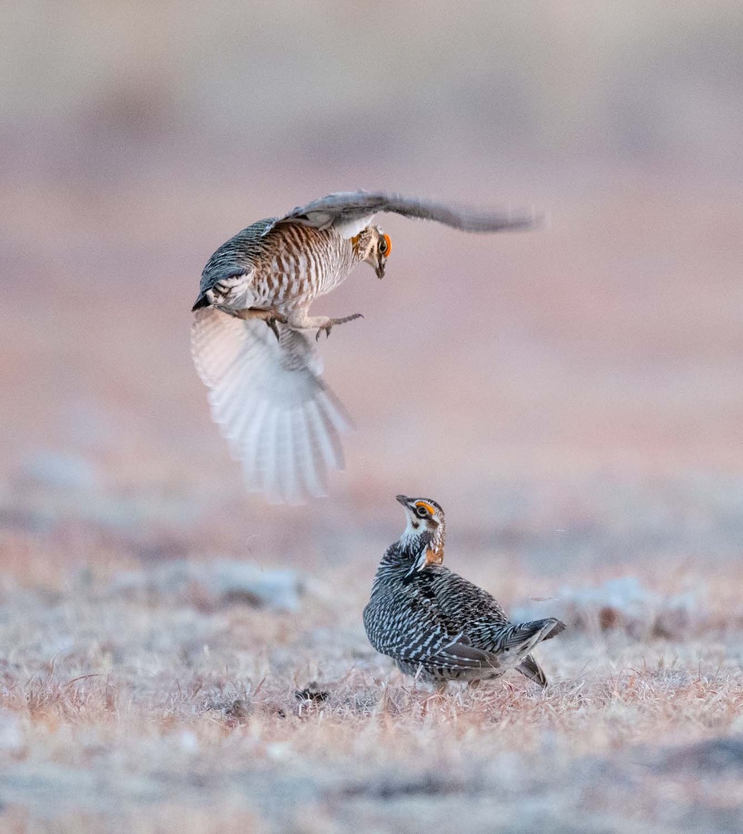 Greater Prairie-Chicken - Amy Hudechek