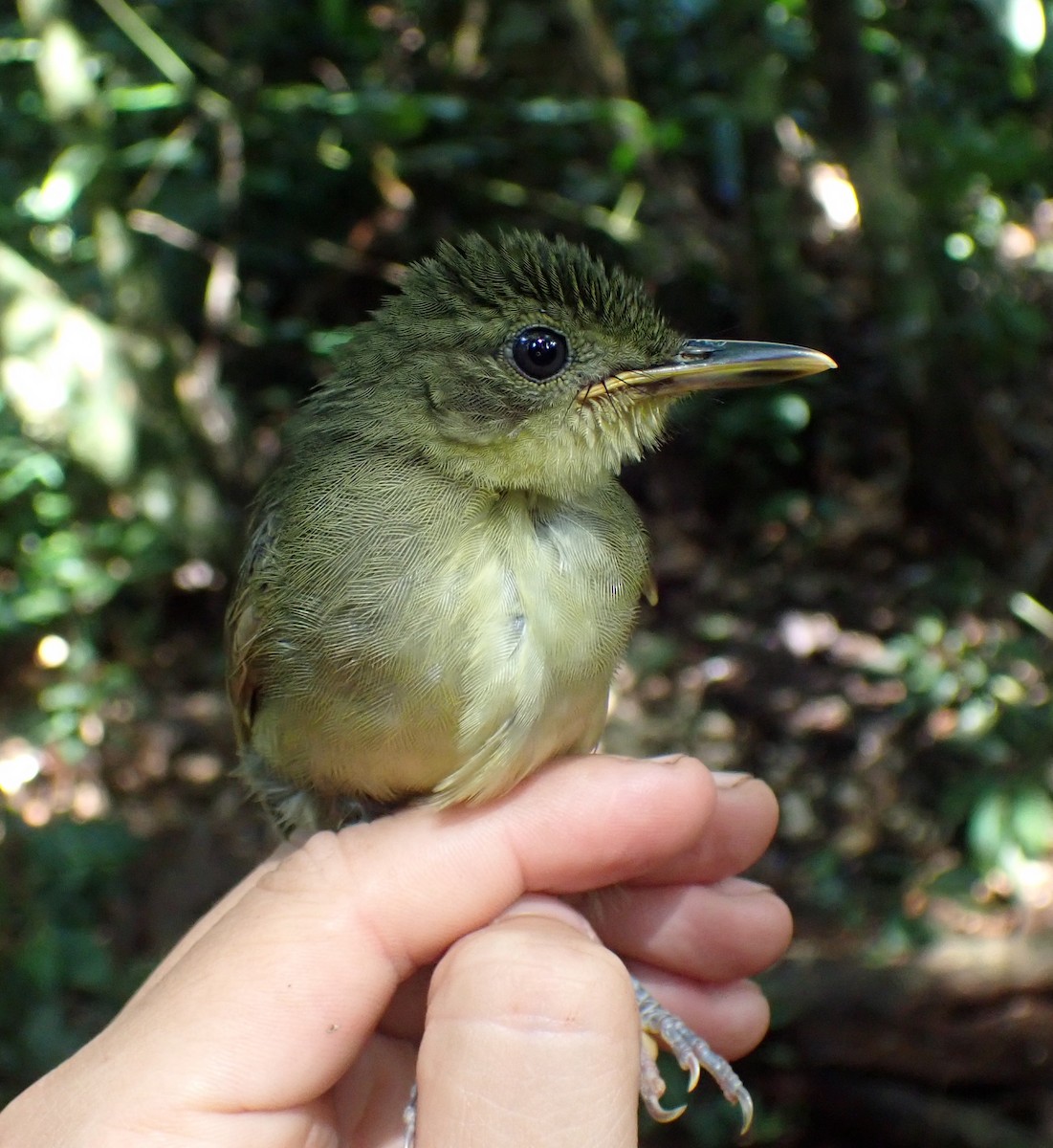 Xavier's Greenbul - ML517755471