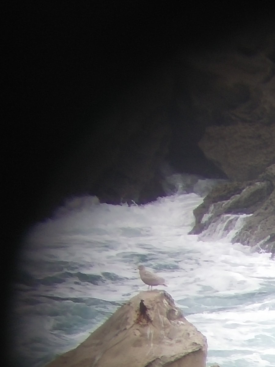 Glaucous Gull - Hector Gonzalez Arcelus