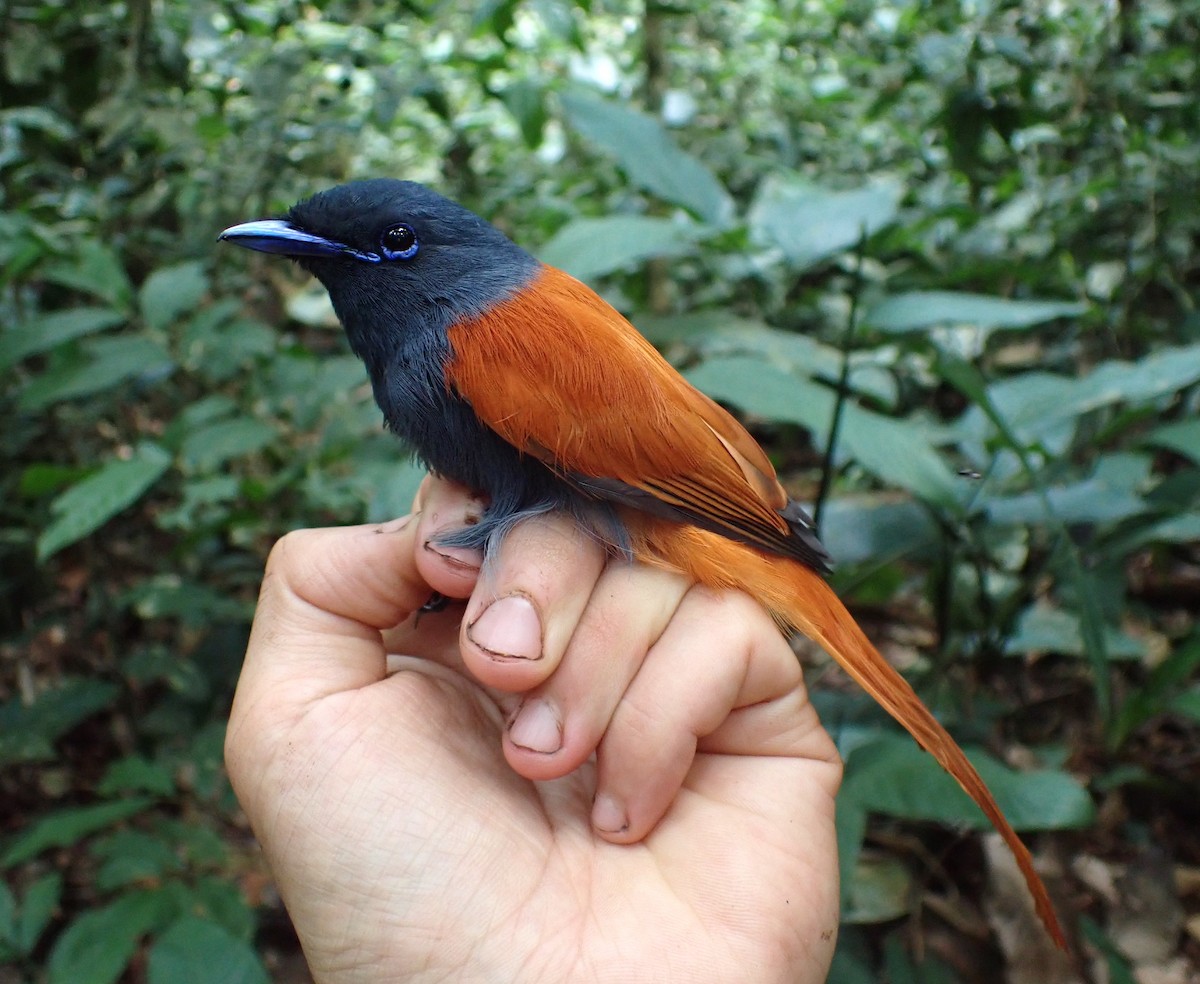 Bates's Paradise-Flycatcher - ML517757981