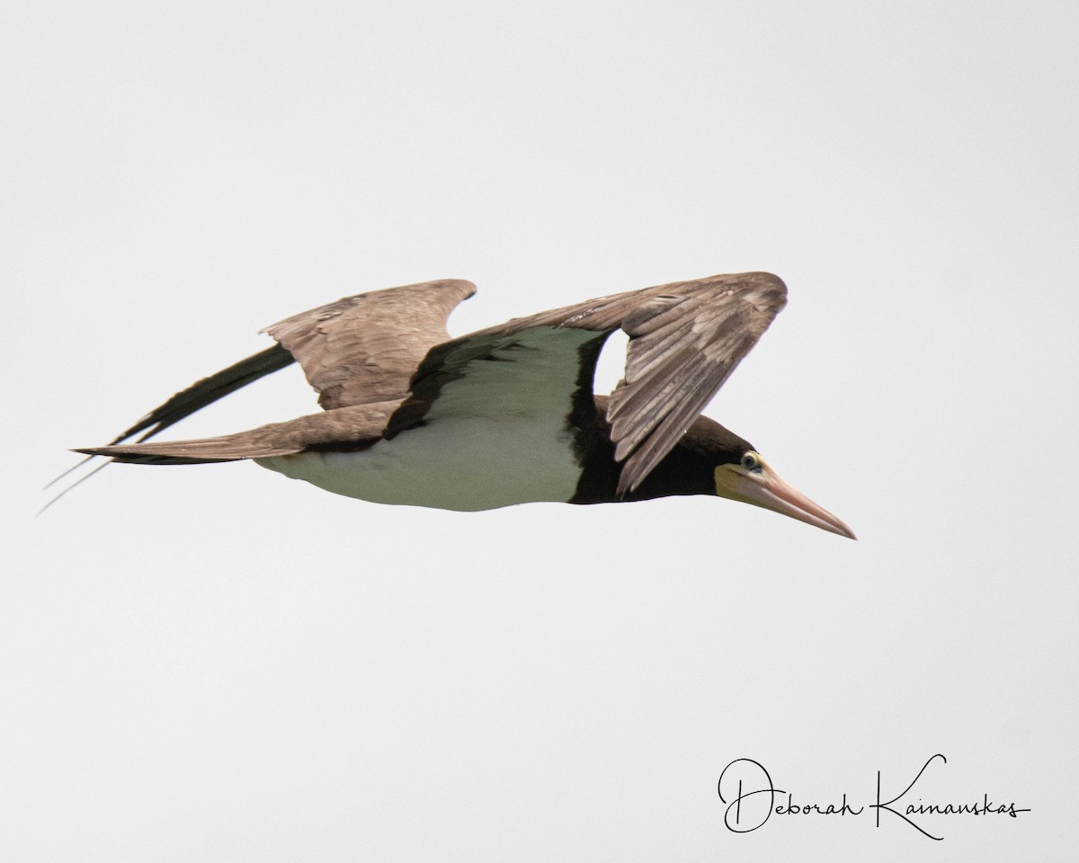 カツオドリ - ML517758001