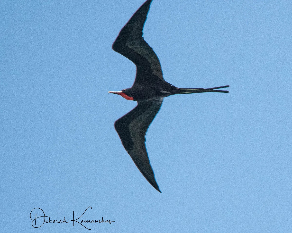 アメリカグンカンドリ - ML517758081