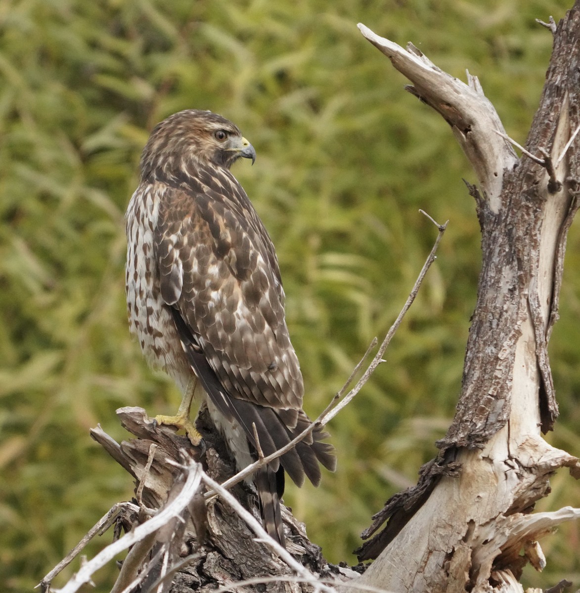 Red-shouldered Hawk - ML517759951