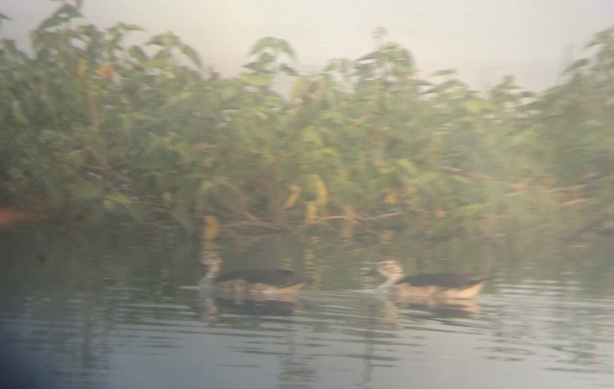 Knob-billed Duck - ML517760371