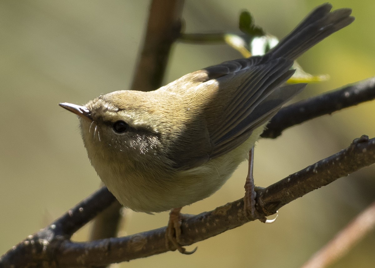 Hume's Bush Warbler - ML517760851