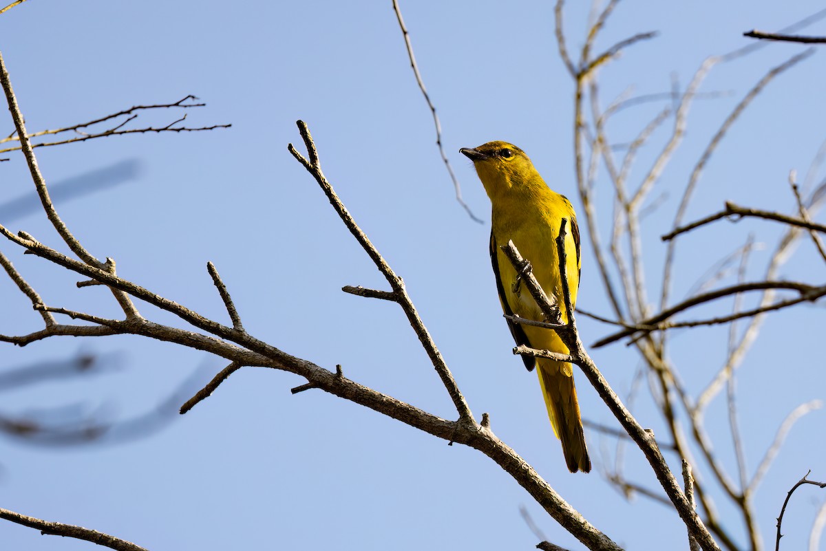 Scarlet Minivet - Shenjer Chen