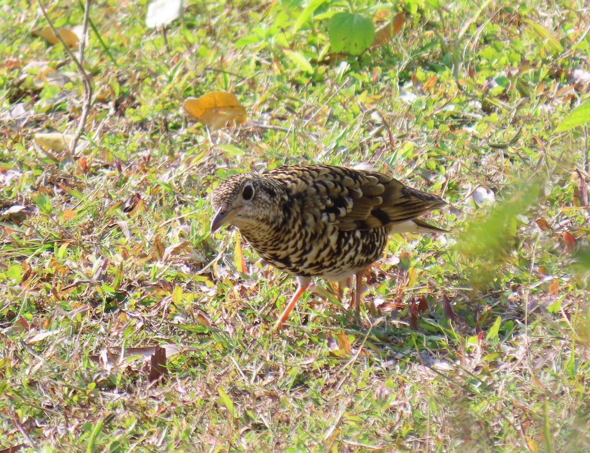 White's Thrush - ML517763911