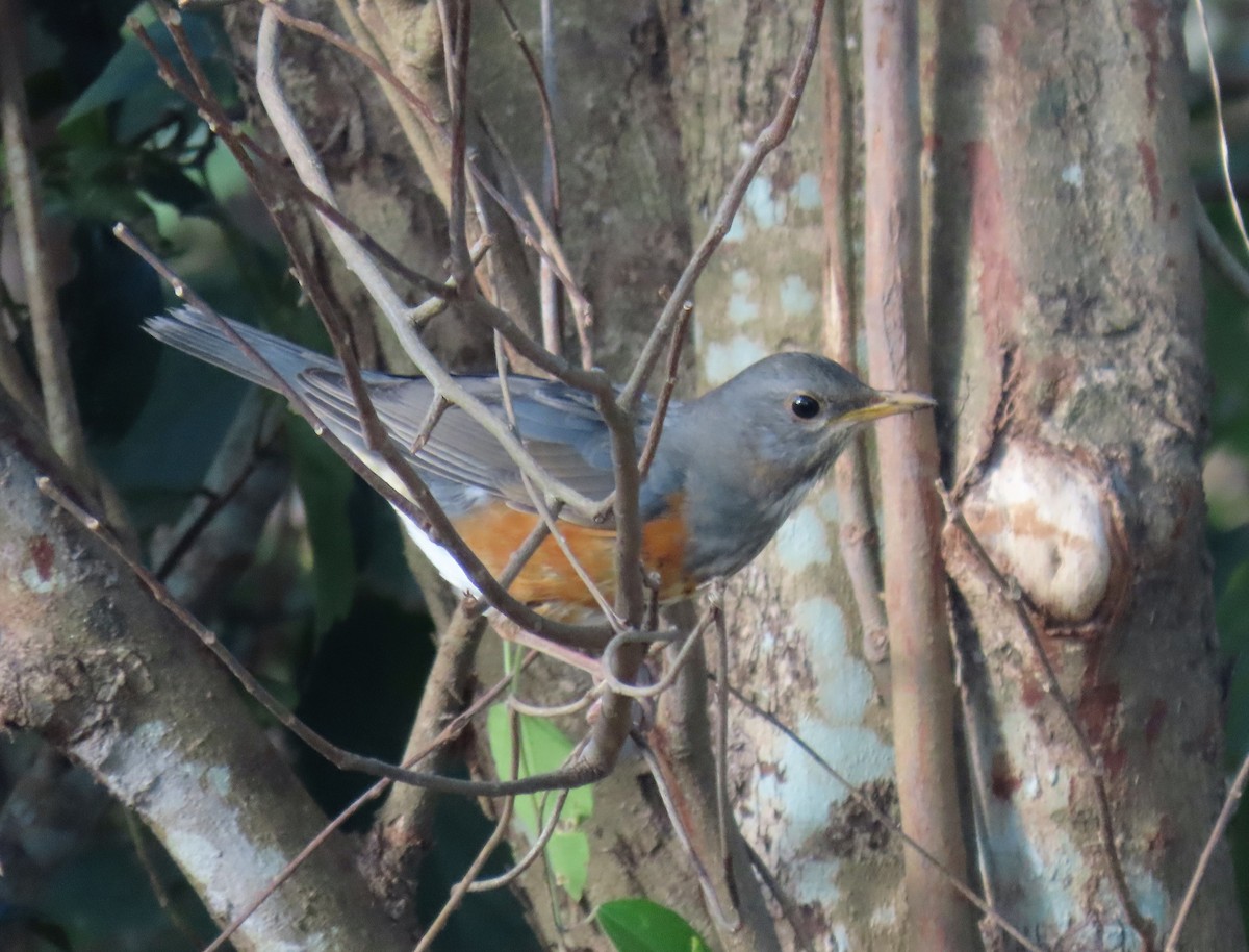 Gray-backed Thrush - ML517764011