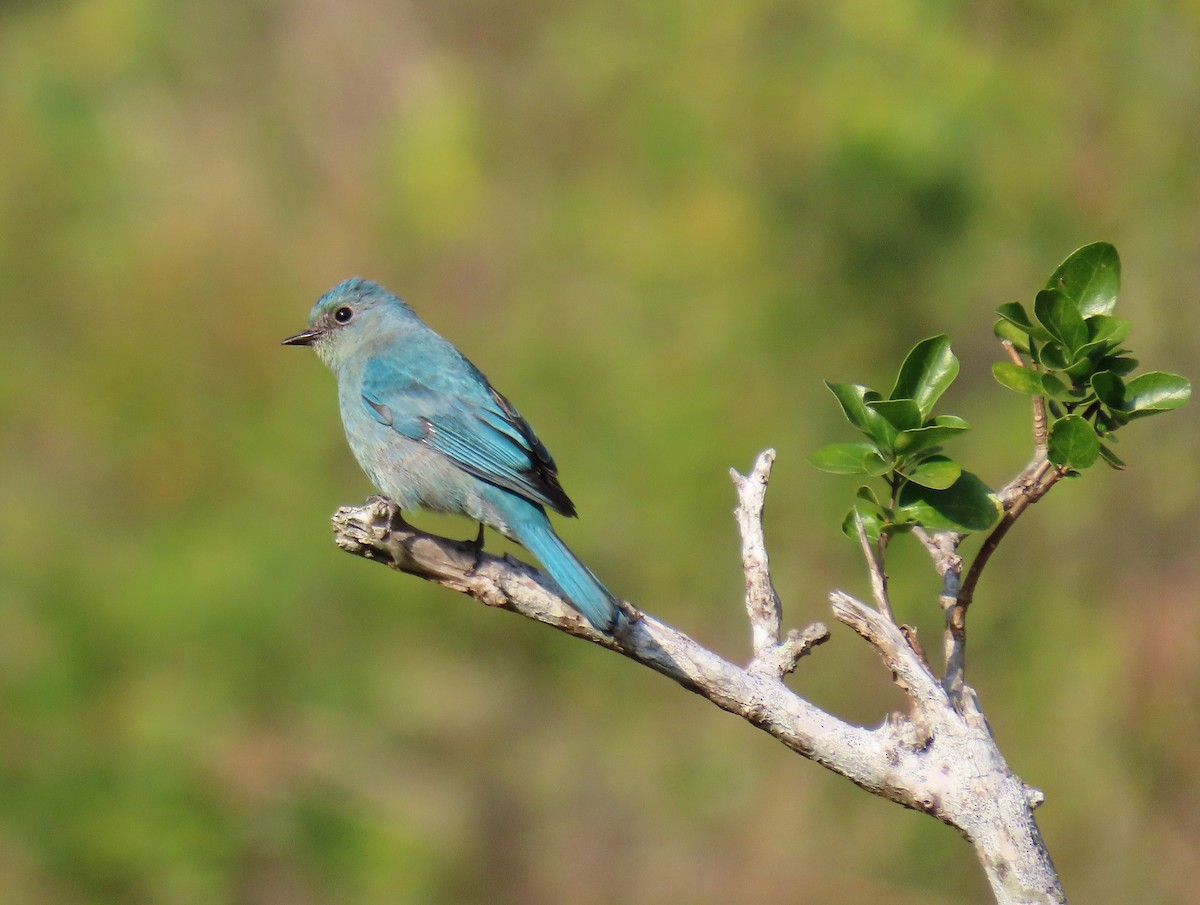 Verditer Flycatcher - ML517764031