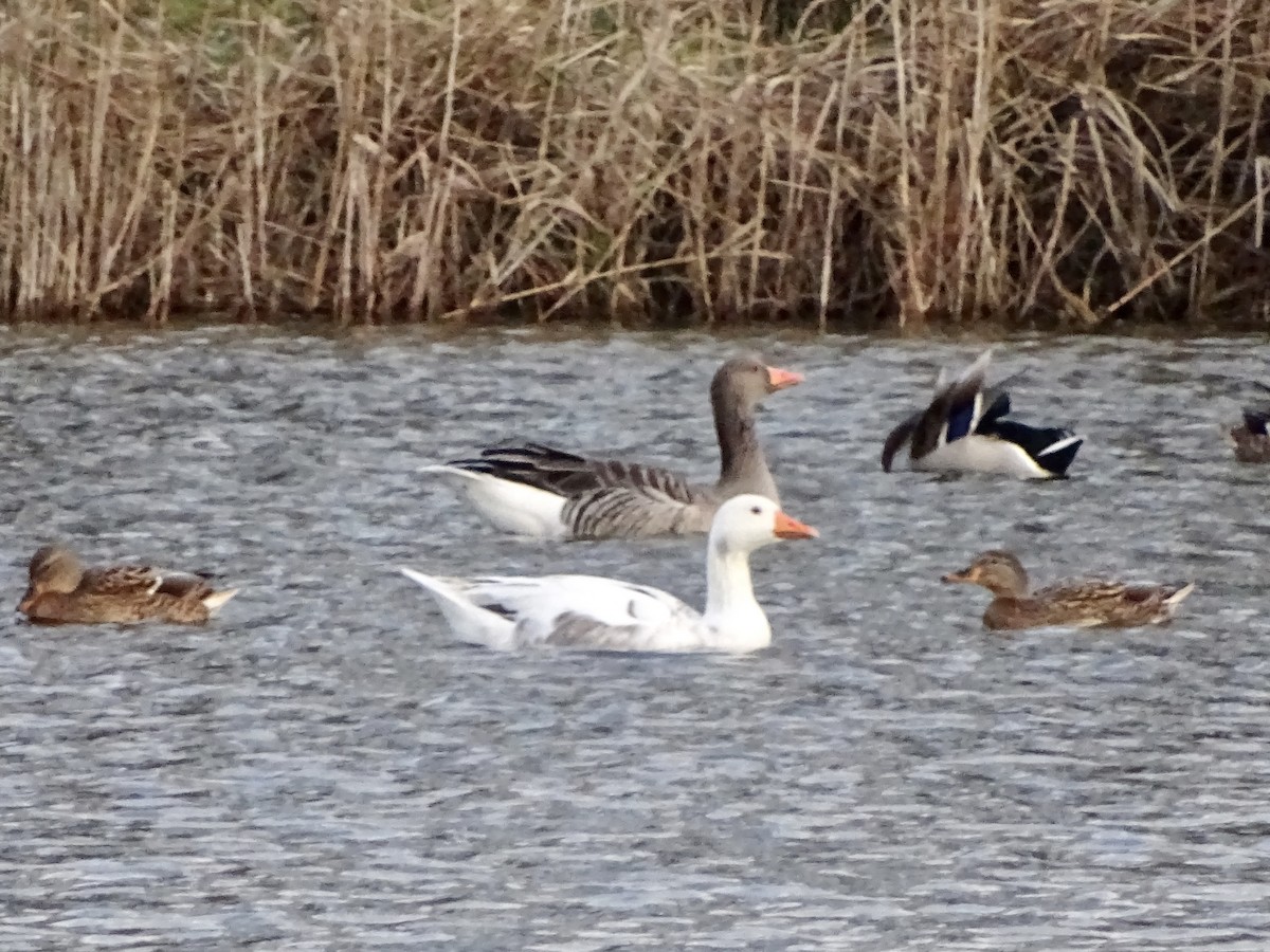 Domestic goose sp. (Domestic type) - ML517764471