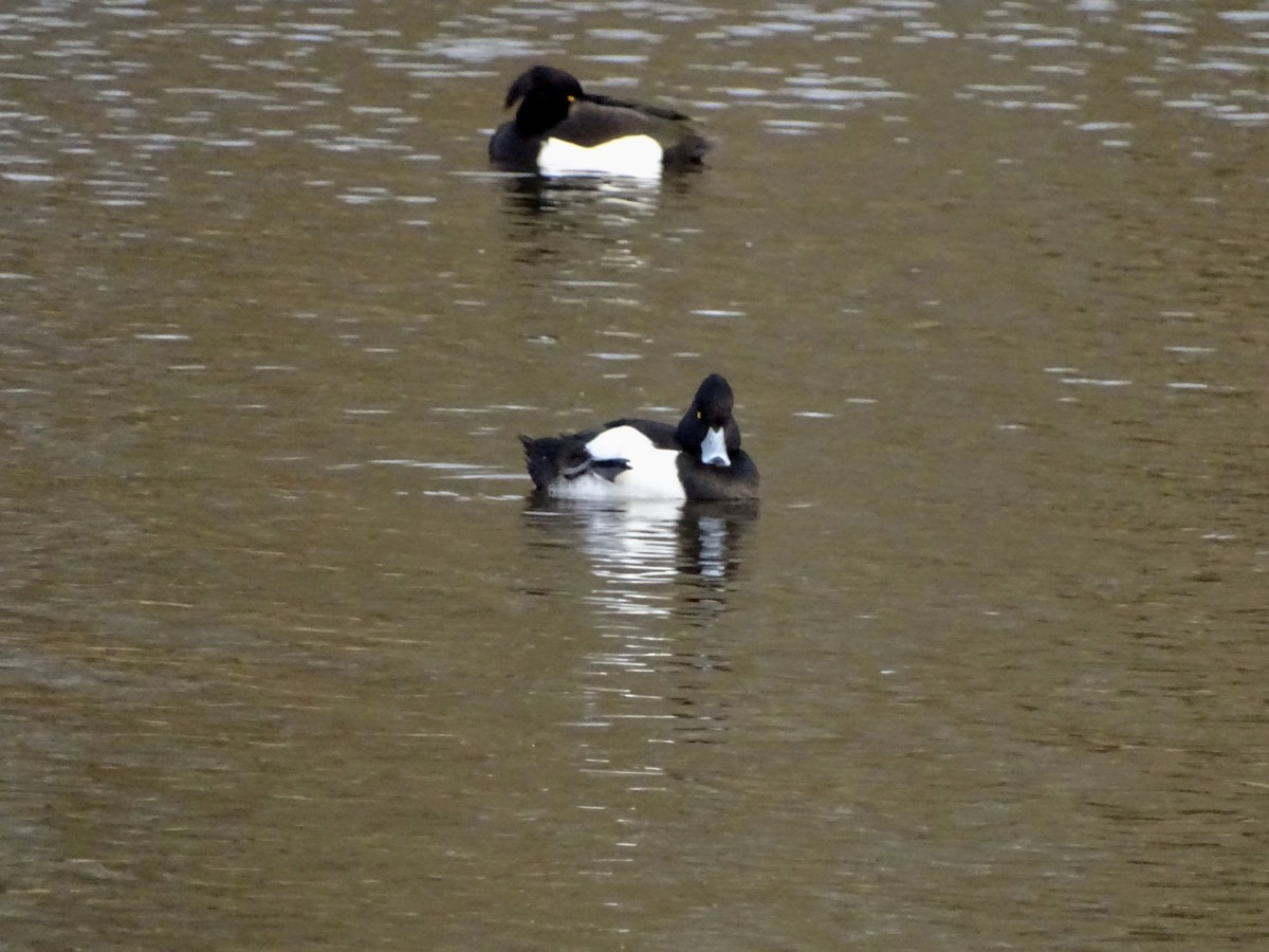 Tufted Duck - ML517764481