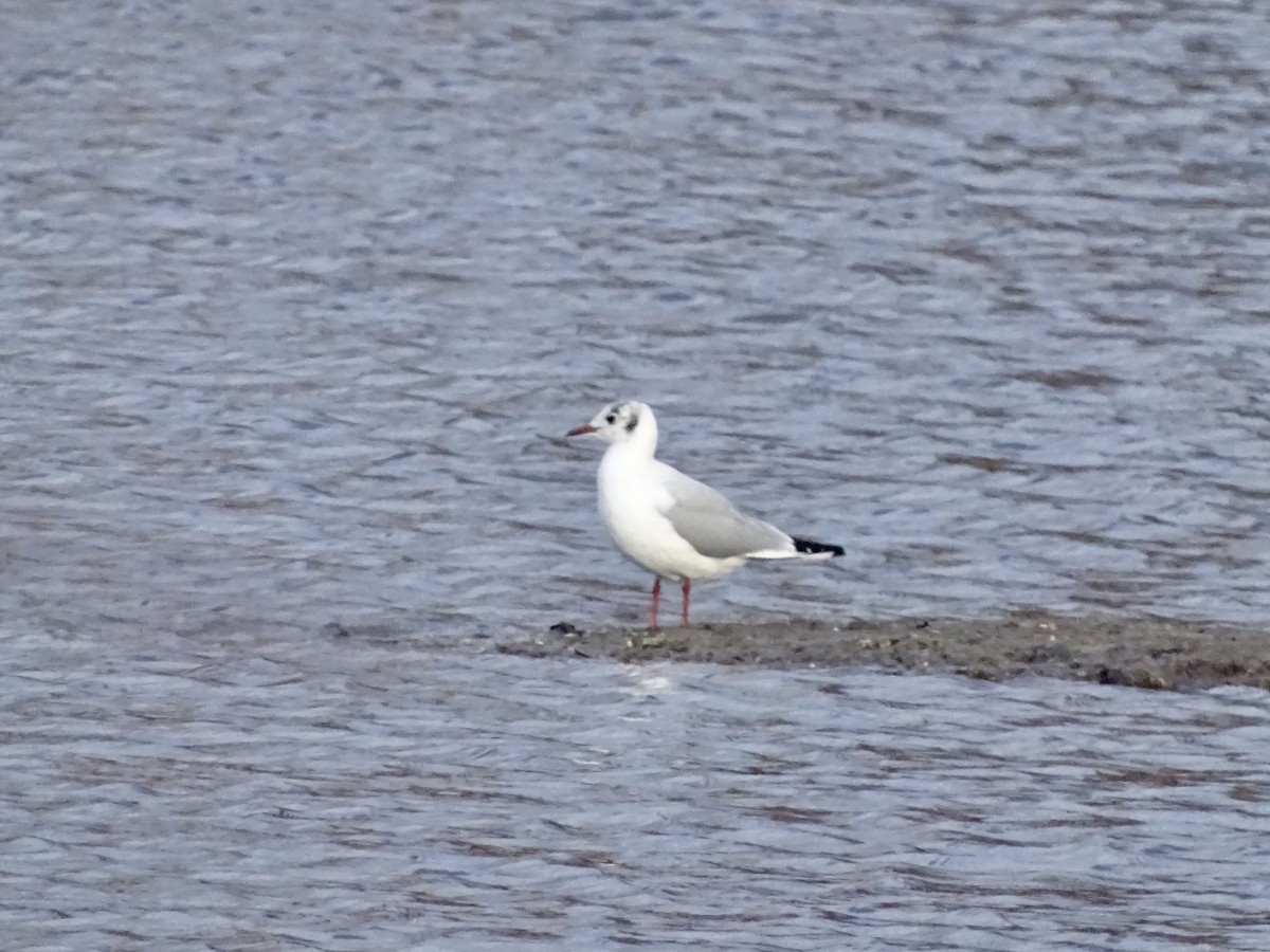 Black-headed Gull - ML517764521