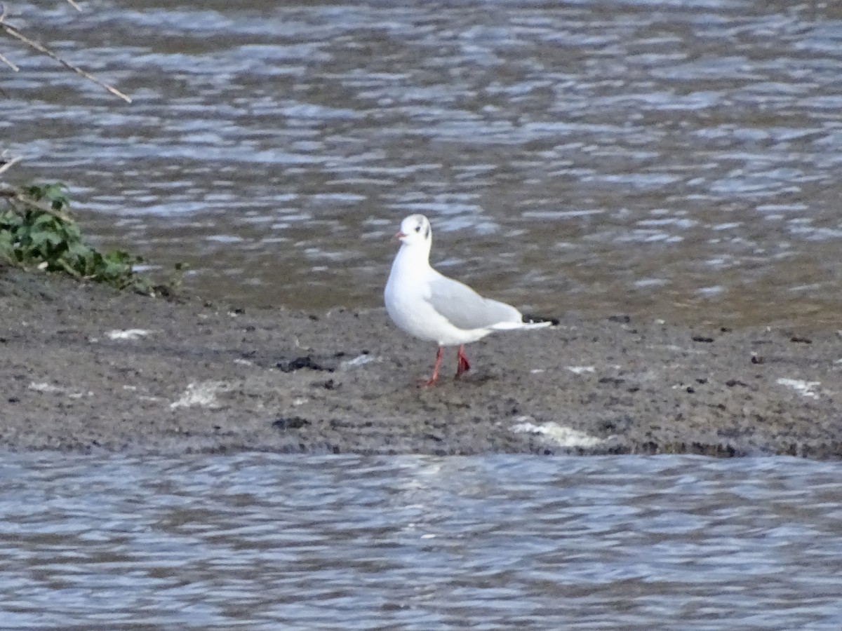 Black-headed Gull - ML517764531