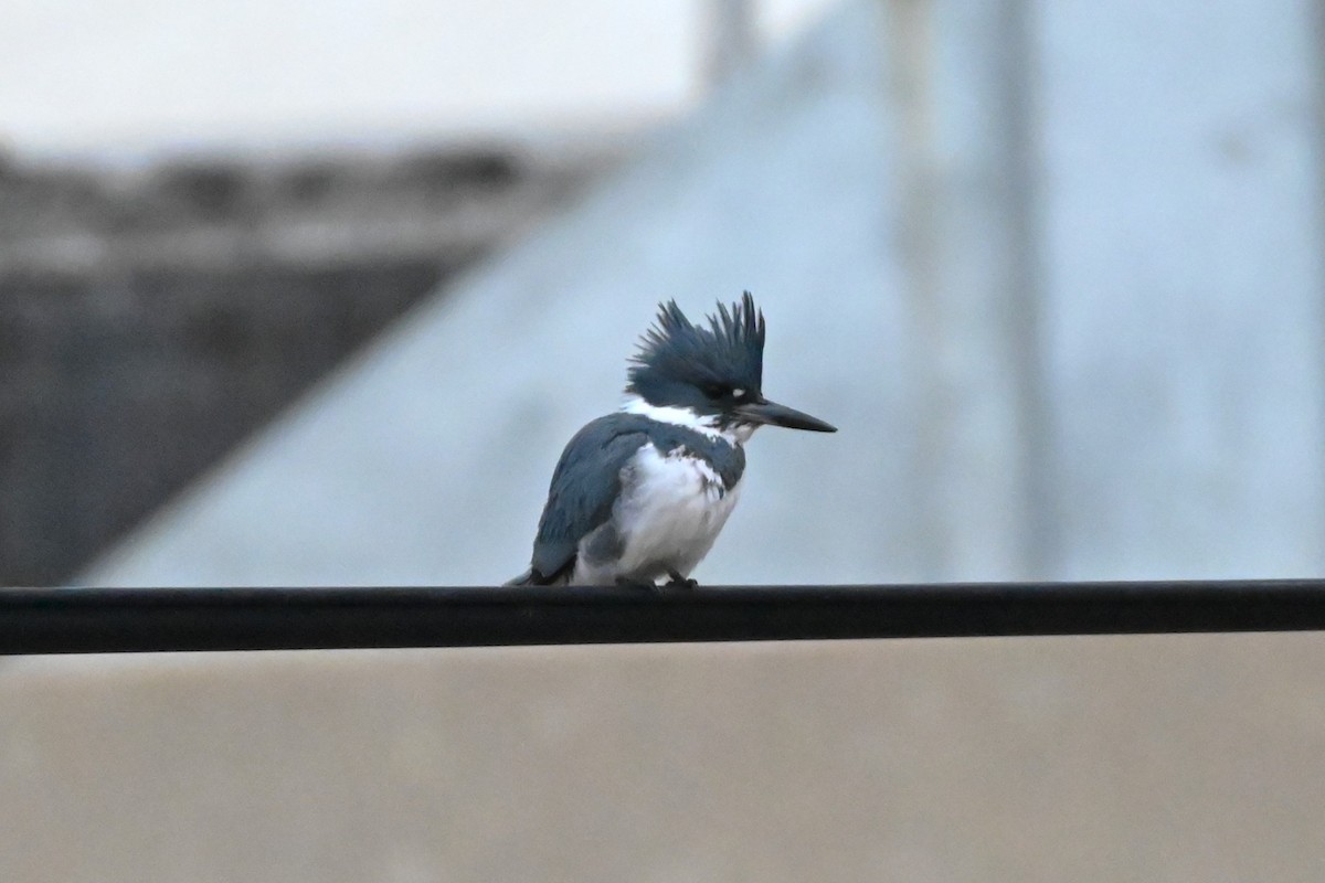 Belted Kingfisher - ML517764781