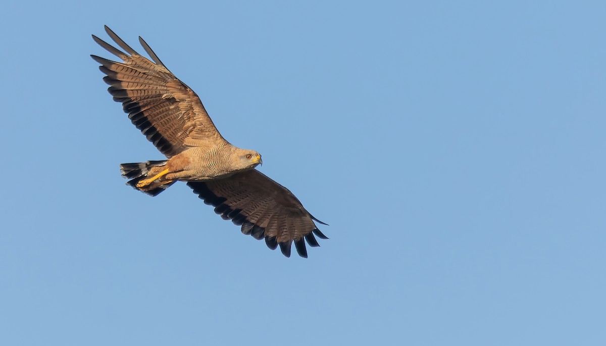 Savannenbussard - ML517765081