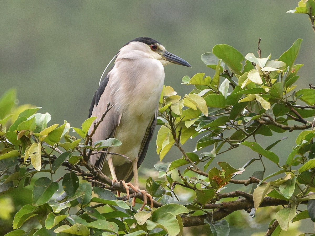 Black-crowned Night Heron - Juan Lázaro Toro Murillo