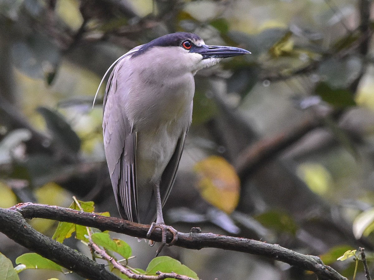 Black-crowned Night Heron - Juan Lázaro Toro Murillo