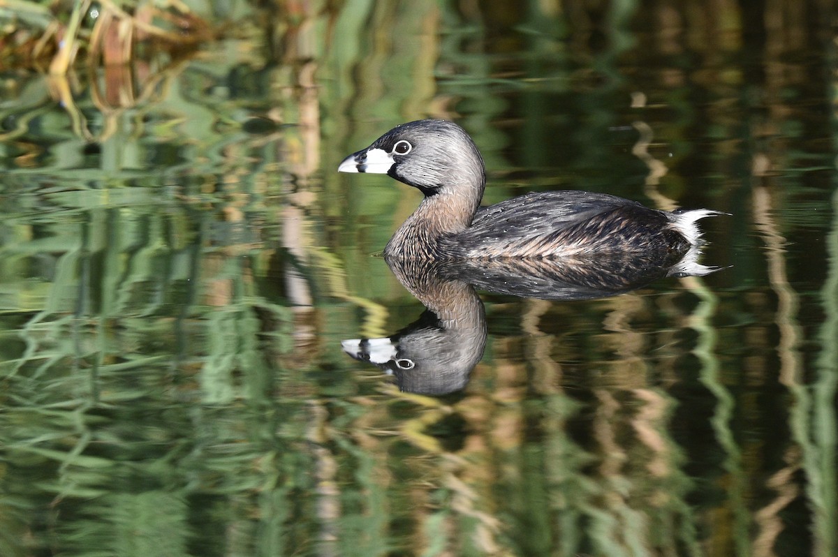 Pied-billed Grebe - ML517767611