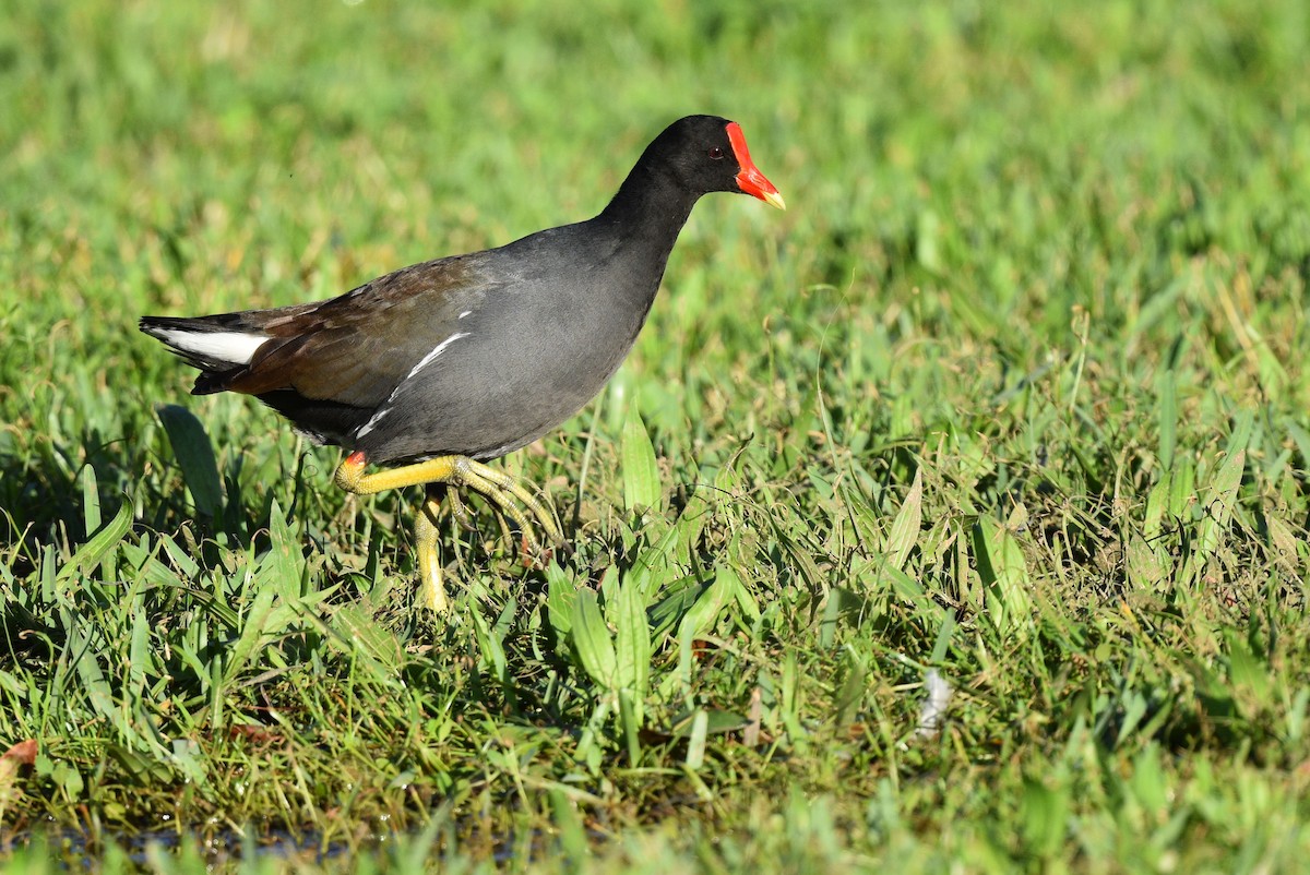 Common Gallinule - ML517767691